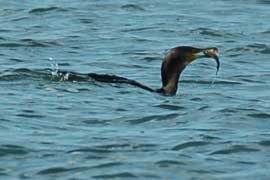 cormorant